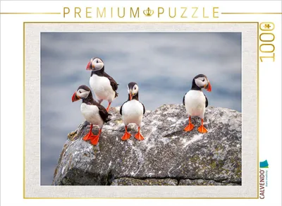 Produktbild von CALVENDO Puzzle Papageientaucher in ihrer natürlichen Umgebung | 1000 Teile Lege-Größe 64x48cm Foto-Puzzle für glückliche Stunden