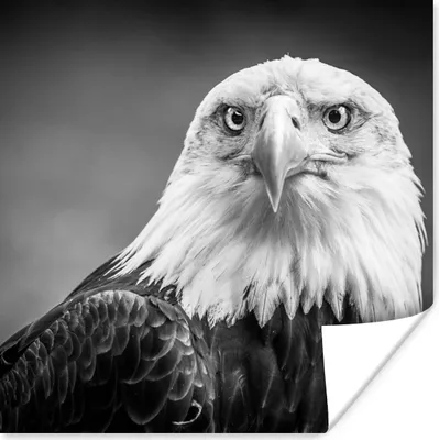 Produktbild von MuchoWow® Poster Adler - Raubvogel - Schwarz - Weiß - Tiere 100x100 cm - Babyzimmer