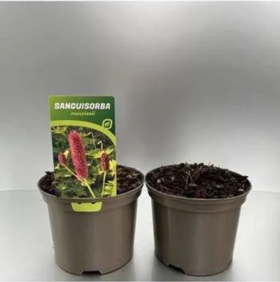Immagine prodotto di 6 x  Sanguisorba menziesii - Pimpinelle - Topf 9 x 9 cm