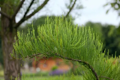 Produktbild von Taxodium distichum 'Nutans', Sumpfzypresse, 80–100 cm