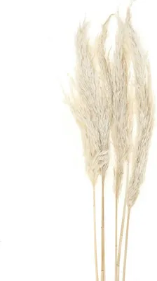 Produktbild von Pampasgras Deko Bouquets Trockenblumen 65-75cm 6 Stk, 6 Stück