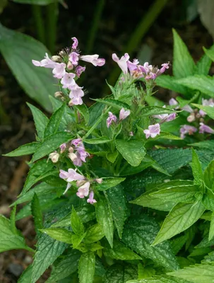 Produktbild von Nepeta subsessilis, Katzenminze, blauviolett, ca. 9x9 cm Topf
