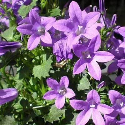 Immagine prodotto di 6 x campanula da cuscino - Campanula portenschlagiana | vaso 9cm x 9cm