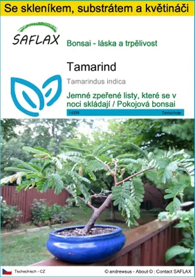 Obrázek produktu pro SAFLAX Kultivační sada - tamarind - Tamarindus indica - 4 Semena - S mini skleníkem, pěstebním substrátem a 2 květináči