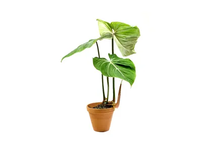 Obrázek produktu pro Gardners Philodendron Gloriosum, průměr 12-14 cm