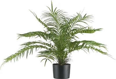 Produktbild von Areca Palmbusch 70 cm grün - Pflegeleichte Kunstpflanze im stabilen Kunststofftopf