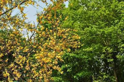 Image de Cytisus (s) 'Goldfinch' - Chardonneret de Ginster 60- 80 cm Conteneur