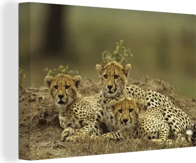 Produktbild von OneMillionCanvasses® - Leinwandbilder - 150x100 cm, Junge Gepardenjunge, Wandbilder Kunstdruck Wanddekoration