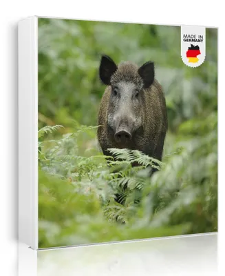 Zdjęcie produktu dla banjado metalowa szafka na klucze, duża 30x30 cm z 32 haczykami, może służyć jako tablica magnetyczna, biały korpus, zawias po prawej stronie, Wildschwein [SKGW1 10495]