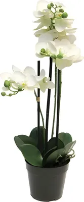 Produktbild von Phalaenopsis-Orchidee im Topf 60 cm, weiß, Kunstpflanze Buitengewoon de Boet