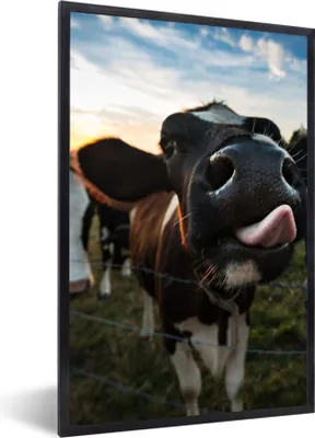 Produktbild von MuchoWow® Gerahmtes Poster Kuh - Tiere - Natur - Ausgezeichnete Zunge 40x60 cm - Poster mit Schwarzem Bilderrahmen Wandposter Rahmen Foto Bilder - Papierdruck - Wandbilder