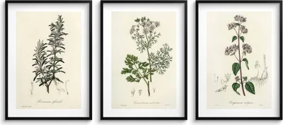Produktbild von Poster für die Küchenwand Kräuter Zweige Dekoration Herbarium 3x 50x70