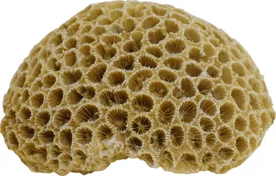 Immagine prodotto di Decorazioni acquatiche Nobby "CORAIL" 10,8 x 9 x 5 cm