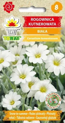 Zdjęcie produktu dla Rogownica kutnerowata biała Nasiona kwiatów - 631 Toraf