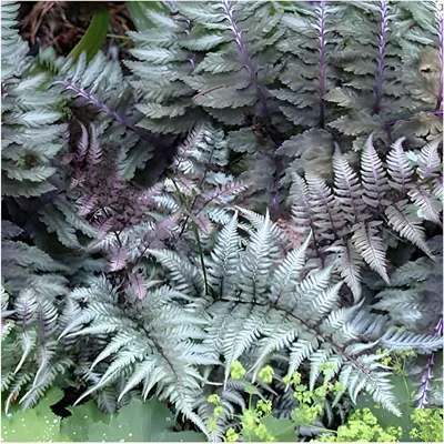 Produktbild von Stauden Gänge 1 x Athyrium niponicum 'Red Beauty' im 1 Liter Topf - Japanischer Regenbogenfarn - Ein Farn, der mit roter Eleganz verzaubert