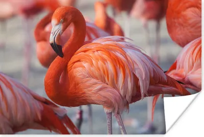 Produktbild von MuchoWow® Poster Flamingo - Vogel - Tiere - Rosa 180x120 cm - Fotoplakat