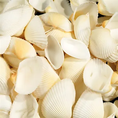 Produktbild von KNORR PRANDELL 218237700 Muscheln 45 - 5 cm weiss