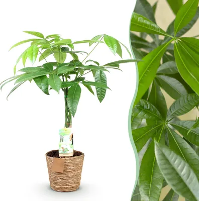 Produktbild von Pachira Aquatica geflochtener Stamm - Geldbaum - Pflegeleicht - mit Korb - Grün - 60-70cm - Ø17cm - Zimmerpflanze - Immergrün