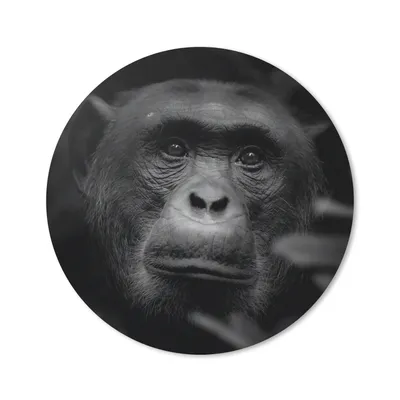 Produktbild von MuchoWow® Mauspad Mousepad Tiere - Affe - Dschungel - Schwarz - Weiß 40x40 cm - Mousepads - Maus Mat - Pad - Mausunterlage - Schreibtisch Accessoires