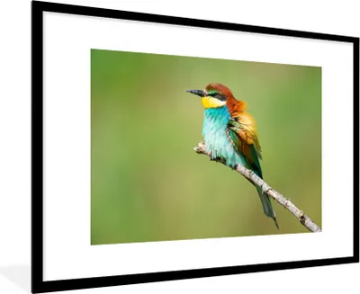 Produktbild von MuchoWow® Gerahmtes Poster Vogel - Tiere - Bienenfresser 90x60 cm - Poster mit Schwarzem Bilderrahmen Wandposter Rahmen Foto Bilder - Wanddekoration - Fotos