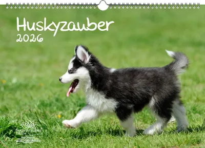 Produktbild von Huskyzauber DIN A3 Kalender für 2026 Welpen und Hunde - Seelenzauber