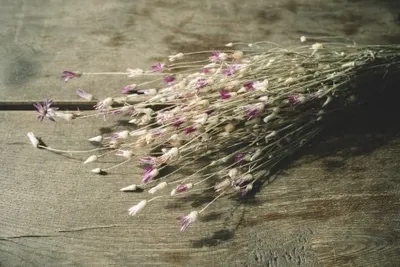 Produktbild von Depressa papyrus in Natur, getrocknet, im Bund, Größe ca. 50cm