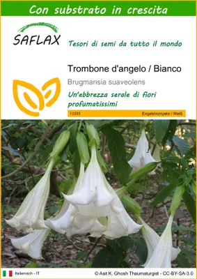 Immagine prodotto di SAFLAX  - Trombone d'angelo / Bianco - 10 semi - Con substrato - Brugmansia