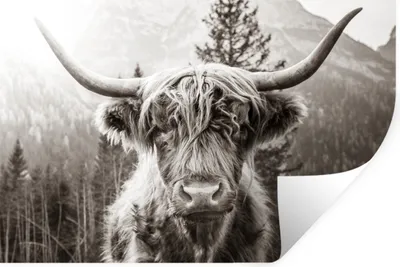 Produktbild von MuchoWow® Wandtattoo Wandsticker Wandaufkleber Schottischer Highlander - Kuh - Tiere - Schwarz - Weiß 30x20 cm Selbstklebend und Repositionierbar - Wierderverwendbar - Selbstklebend