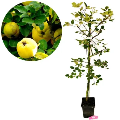 Produktbild von Cydonia oblonga 'Champion', Quittenbaum, 5-Liter-Topf