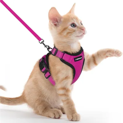 Productafbeelding van Kattenhalsband met lijntje, ontsnappingswerend, verstelbaar, maat XXS, rozenrood