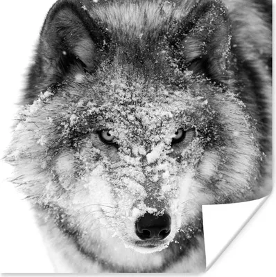 Produktbild von MuchoWow® Poster Wolf mit verschneitem Kopf in schwarz-weiß 75x75 cm - Wand Dekoration