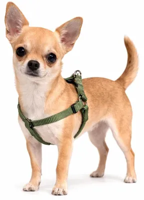 Produktbild von Ziggi Kaki Step&go Hundegeschirr, Größe XS, 20-35 cm, verstellbar, Nylon
