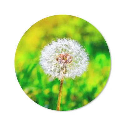 Produktbild von MuchoWow® Mauspad Mousepad Löwenzahn - Gras - Blume 30x30 cm - Mousepads - Maus Mat - Pad - Mausunterlage - Tischunterlage - Schreibtischmatten