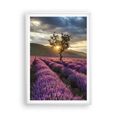 Produktbild von Gerahmtes Poster - Weißer Rahmen - Lavendel Berge Feld - 70x100 cm - Wand Bild - Wanddeko - Wandbilder - Kunstposter - Wandposter - Bilderrahmen - Bilder - Kunstdruck - Wandbild - P2WPA70x100-3645