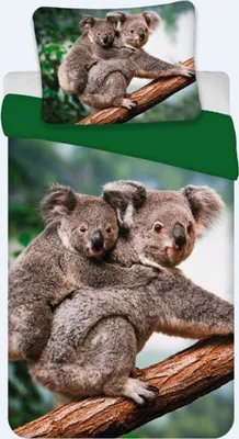 Produktbild von BrandMac Bettwäsche Set mit Koala 135 x 200 cm 80 x 80 cm 100% Baumwolle