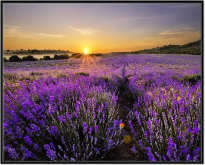 Produktbild von Wallario Wandbild Sonnenuntergang über dem Lavendel, Größe: 40,30 x 50,30 cm, Poster mit schwarzem Aluminiumrahmen