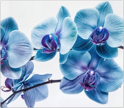 Produktbild von Spritzschutz Herdabdeckplatte Schneidebrett aus Glas Blaue Orchideen Blüte 1-Teilig (60x52cm)