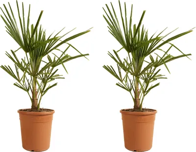 Produktbild von Bloomique - 2er Set - Trachycarpus Fortunei - Chinesische Hanfpalme - Palmen Winterhart Draußen - Höhe 60-70 cm - Topf 21 cm