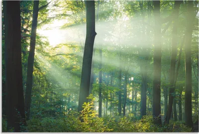 Produktbild von ARTland Wandbild Alu für Innen & Outdoor Licht im Wald Größe: 90x60 cm