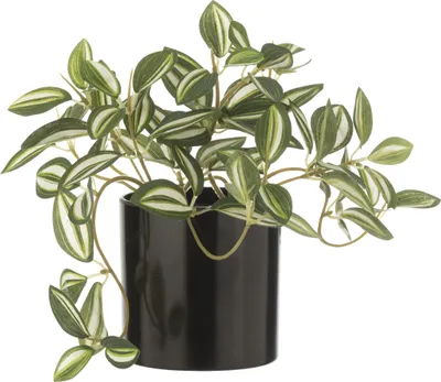 Produktbild von J-Line Tradescantia Im Topf Künstlich Grün/Weiß