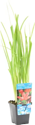 Zdjęcie produktu dla Bloomique - Schizostylis Mrs Hegarty - Różowa lilia kaffir - Mieczyk błotny - Rośliny do oczek wodnych - Rośliny wodne - Odporne na zimę - Wysokość 10-20 cm - Doniczka 9 cm