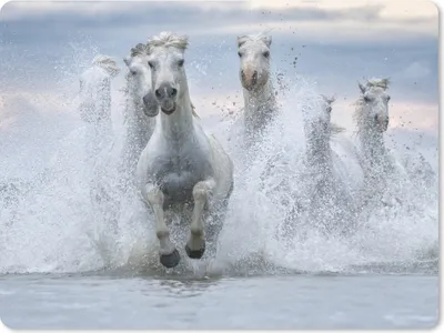 Produktbild von MuchoWow® Mauspad Mousepad Eine Herde weißer Pferde galoppiert durch das Wasser in der Camargue 23x19 cm - Mousepads - Maus Mat - Pad - Mausunterlage - Schreibtischunterlage - Mauspad