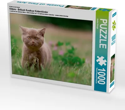 Produktbild von CALVENDO Puzzle Ein Motiv aus dem Kalender Kittens - Britisch Kurzhaar Katzenkinder 1000 Teile Puzzle quer | 1000 Teile Lege-Größe 64x48cm Foto-Puzzle für glückliche Stunden