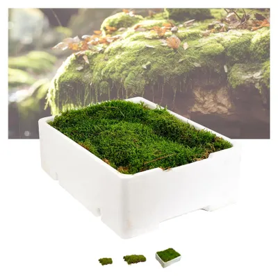 Produktbild von Echtes Plattenmoos – natürliche Moosplatten zum Basteln und Dekorieren | Deko-Moos für Terrarium, Mooswand, Moosbild und kreative Projekte (1 Kiste)