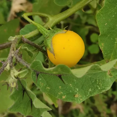 Image de Aubergine sauvage (Solanum melongena ssp. cumingii) - 10 graines