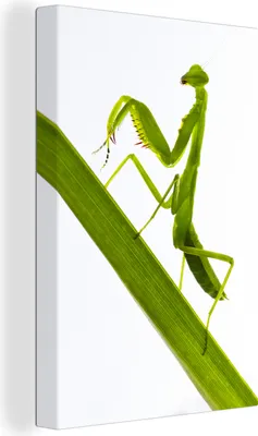 Obrázek produktu pro OneMillionCanvasses® - Obraz na plátně - 90x140 cm, Kudlanka nábožná na větvi, Nástěnná umělecká dekorace - Fotografie na plátně - Obraz na dřevěném rámu - Nástěnná dekorace - Ložnice