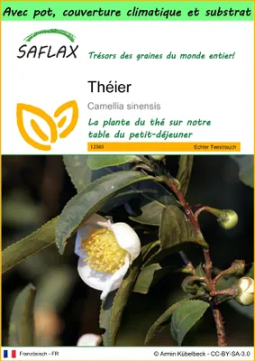Image de SAFLAX Garden to go - Théier - 6 graines - Camellia