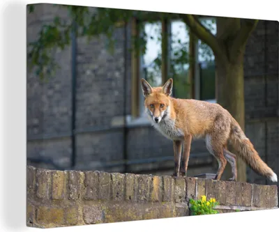 Zdjęcie produktu dla OneMillionCanvasses® - Wydruki na płótnie - 140x90 cm, lis - ściana - zwierzęta, grafika ścienna dekoracja ścienna