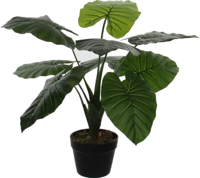 Produktbild von Mica Decorations Taro Kunstpflanze - H55 x Ø70 cm