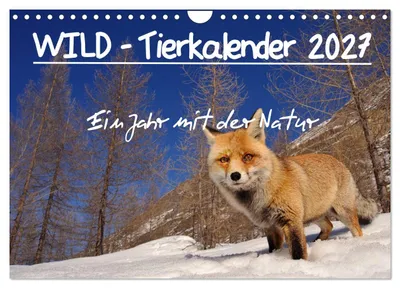 Produktbild von WILD - Tierkalender 2027 (Wandkalender 2027 DIN A4 quer), CALVENDO Monatskalender